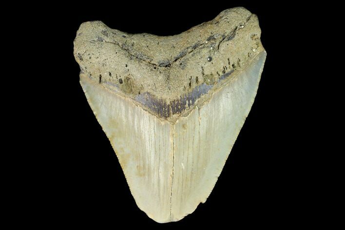 Bargain, Fossil Megalodon Tooth - North Carolina #124824